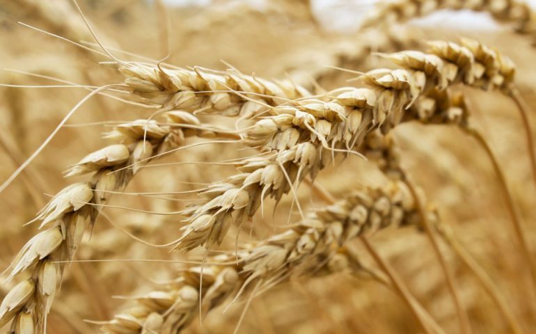 wheat-bends-770x480-2327850