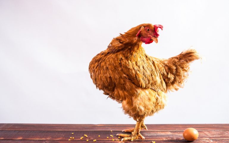 chicken-and-egg-770x480-1871337
