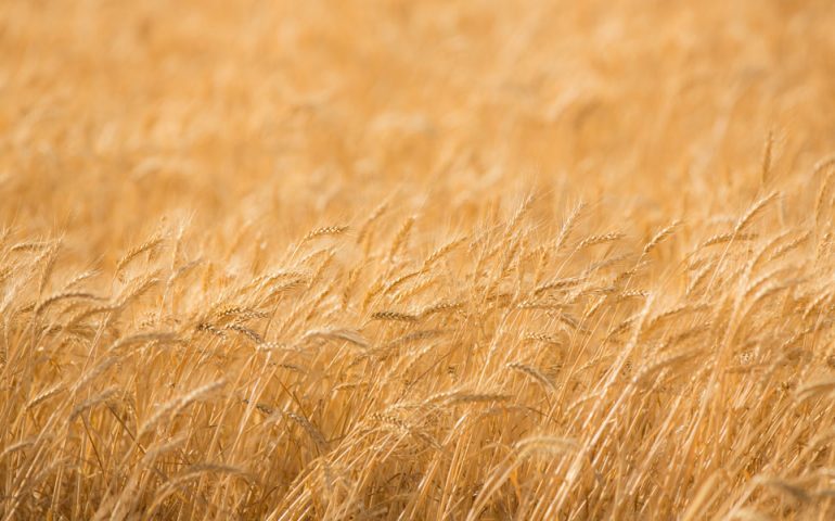 wheat-field-gold-770x480-2127517